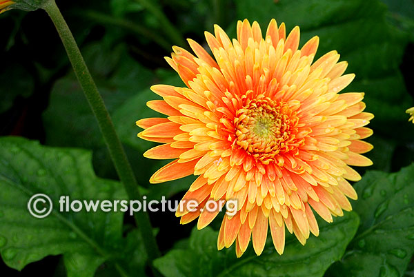 Gerbera hybrida