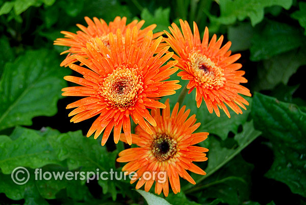 Gerbera jamesonii souvenir