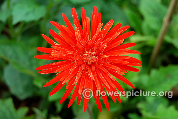 Gerbera jamesonii