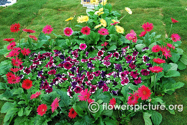 Gerbera petunia wonderla