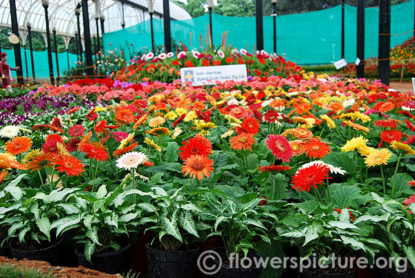 Gerbera plants with flowers