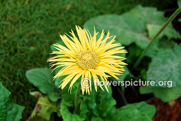 Gerbera spider daisy