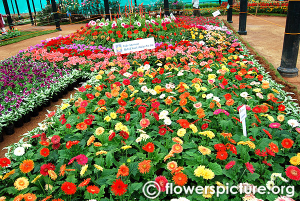 Gerbera varieties