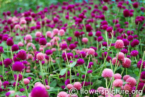 Globe amaranth pink with purple mixed