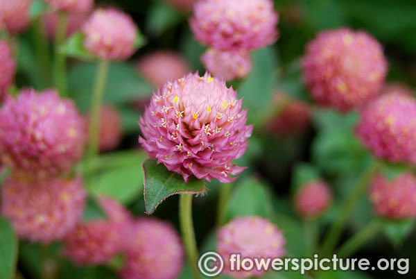 Gomphrena globosa pink