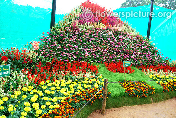 Group of annual flowers-Celosia, zinnia & salvia