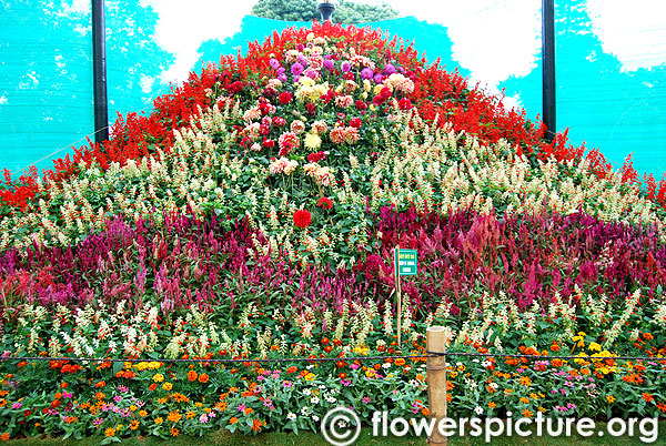 Group of annual flowers