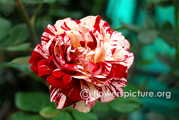 White Roses-Varieties With Name