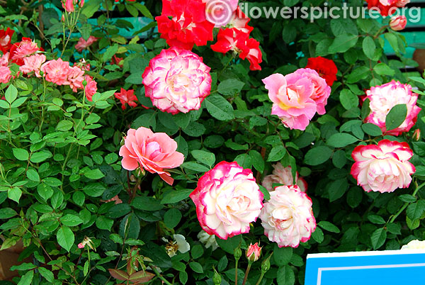 Hybrid tea roses