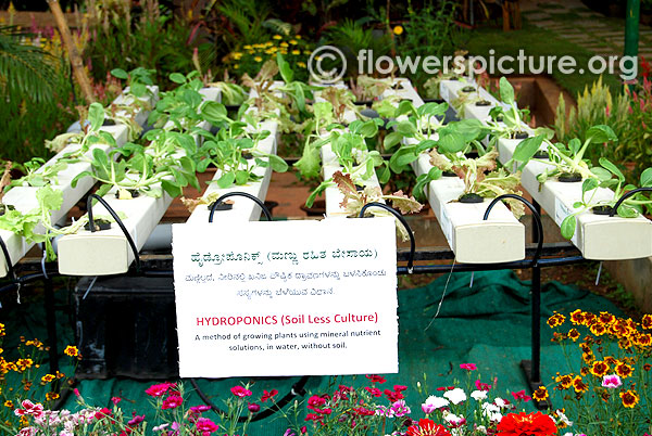 Hydroponics soil less culture