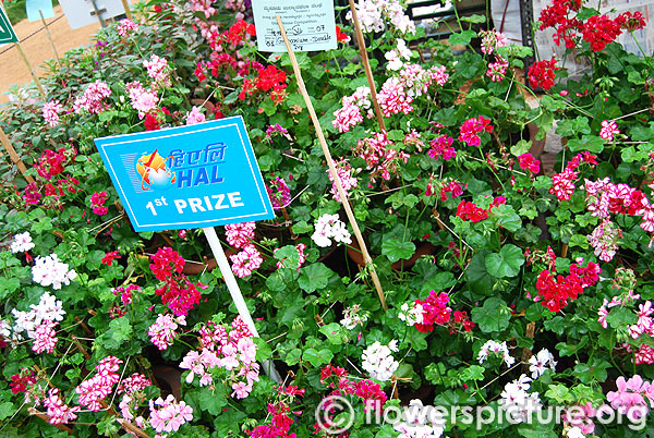 Ivy geranium double varieties