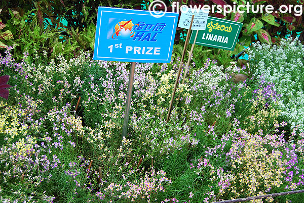 Linaria varieties