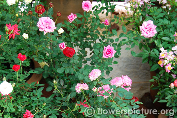 Miniature rose varieties