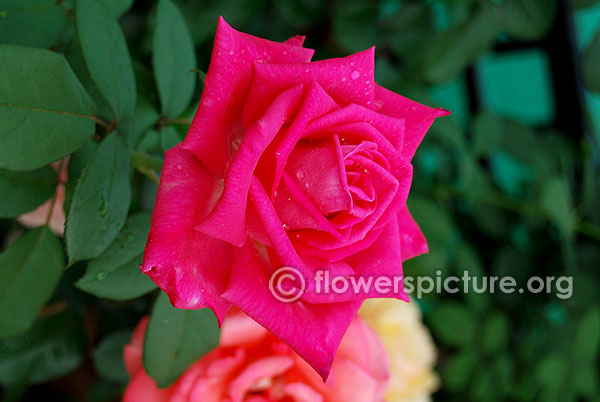 National trust rose