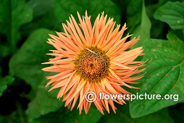 Orange spider gerbera