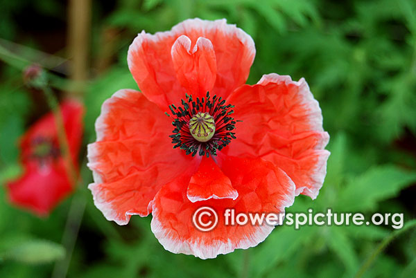 Papaver rhoeas