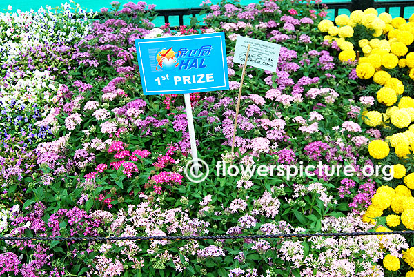 Pentas carnea varieties