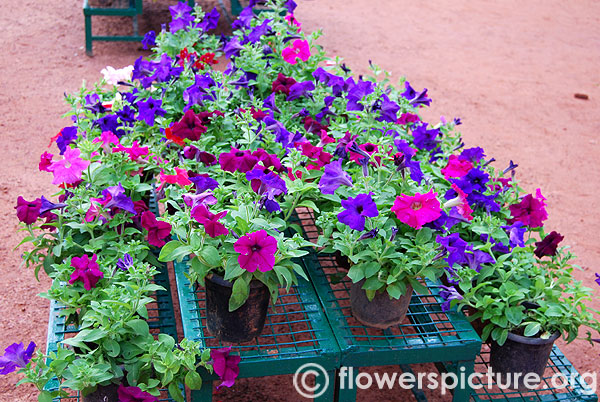 Petunia in pots