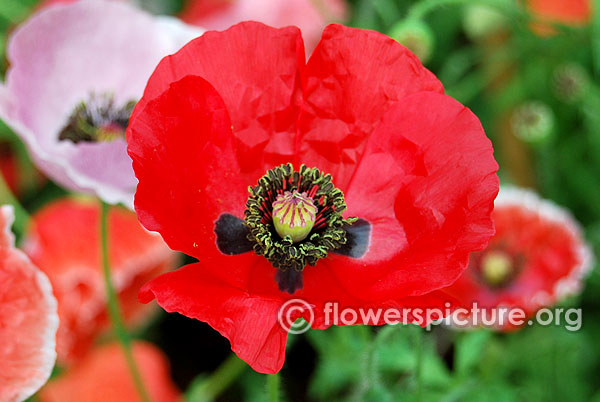 Poppy