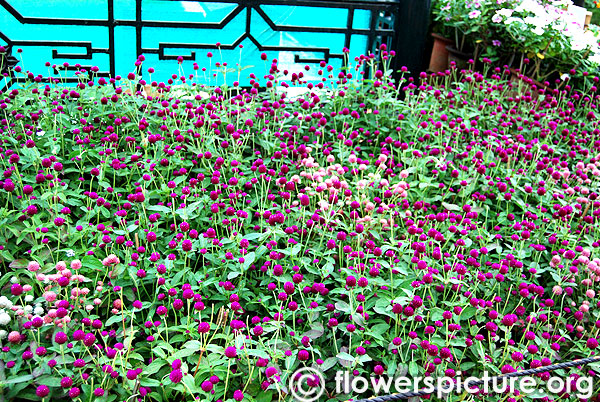 Purple globe amaranth-vadamalli flower