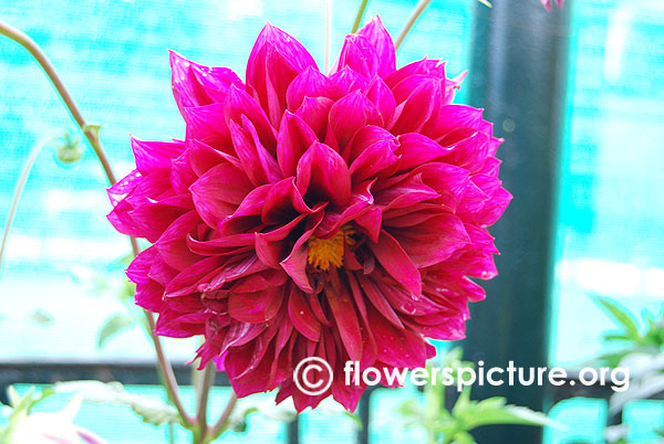 Purple haze dahlia