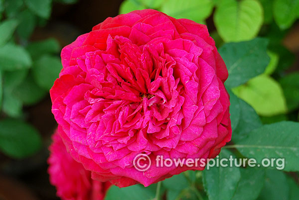 Red leonardo da vinci rose