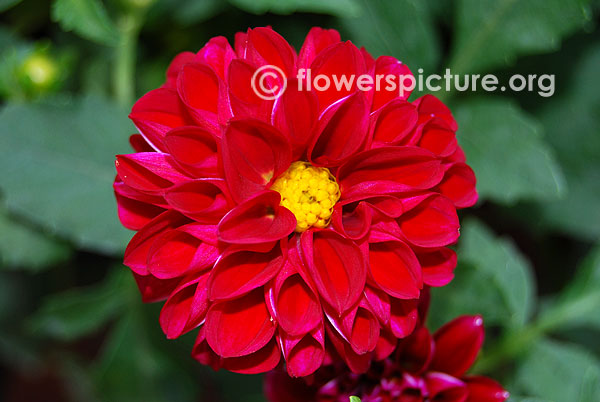 Red pom pom dahlia