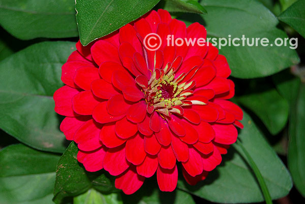 Red zinnia