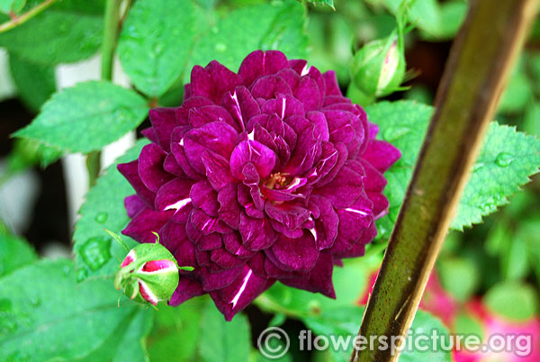 Reine des violettes rose