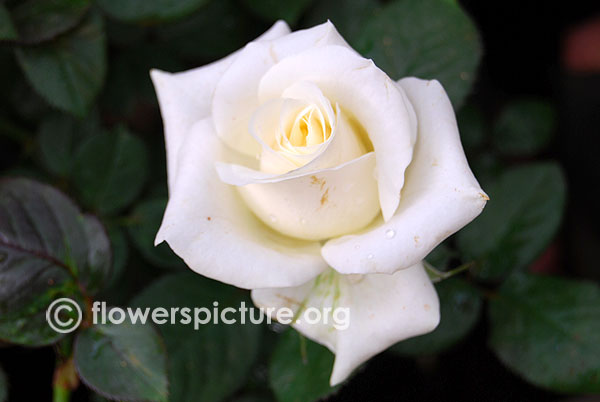 Rosa blanca