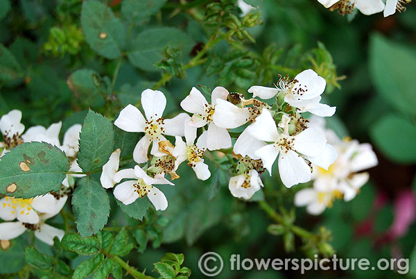 Rosa longicuspis