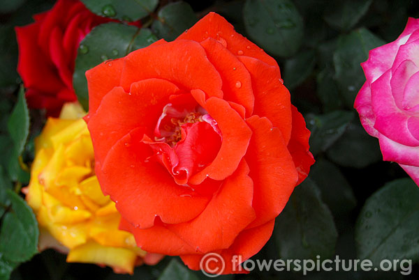 Rosa orange fire