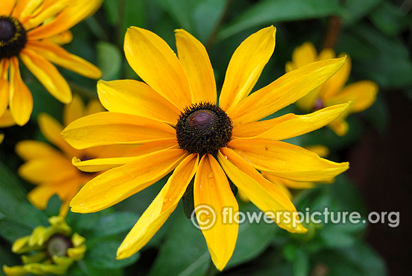 Rudbeckia