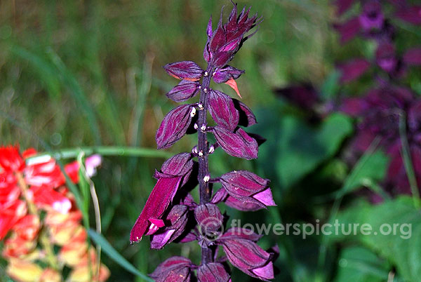 Salvia splendens purple