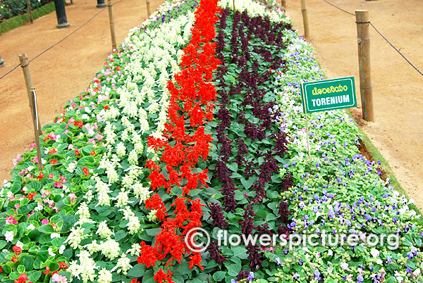 Salvia varieties