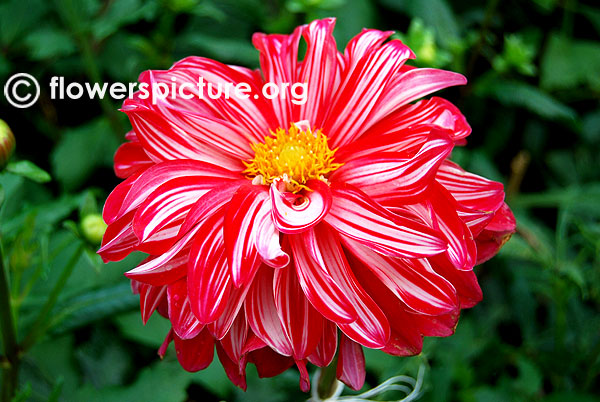 Santa claus dinner plate dahlia