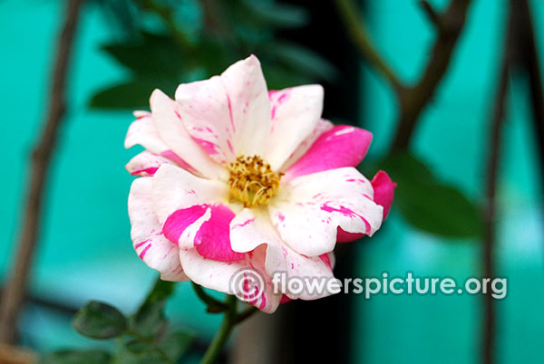 Smith's parish rose lalbagh