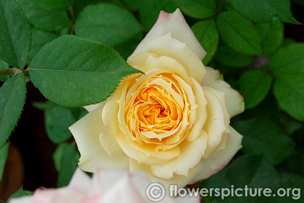 Sunblest hybrid tea rose