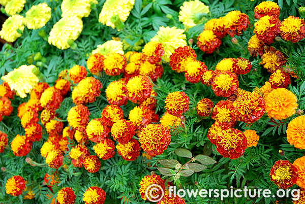 Tagetes patula variety