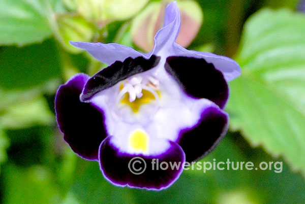 Torenia fournieri