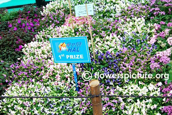 Red salvia display-Ooty flower show 2014