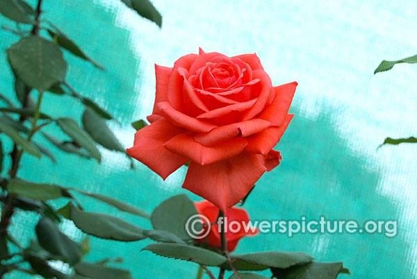 Tropicana hybrid tea rose