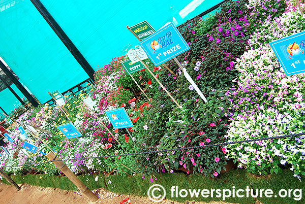 Varieties of flowers with names, prize winners