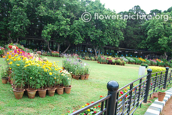 Variety of flowers &  prize winners