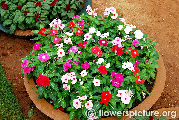 Vinca rosea dwarf