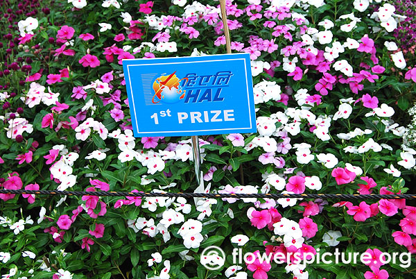 Vinca rosea varieties