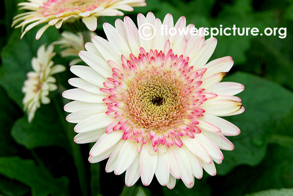 White gerbera