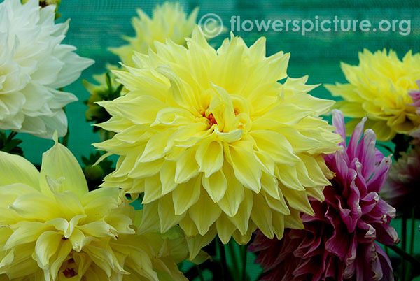 Yellow dinner plate dahlia