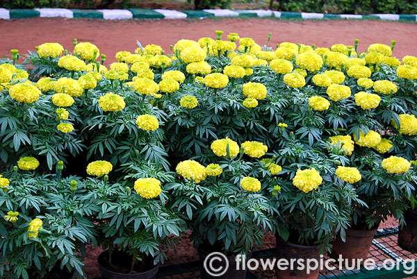 Yellow dwarf marigold in pots