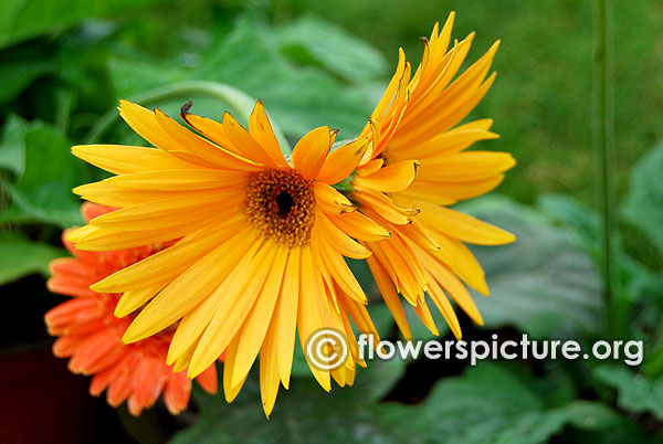 Yellow gerbera daisy